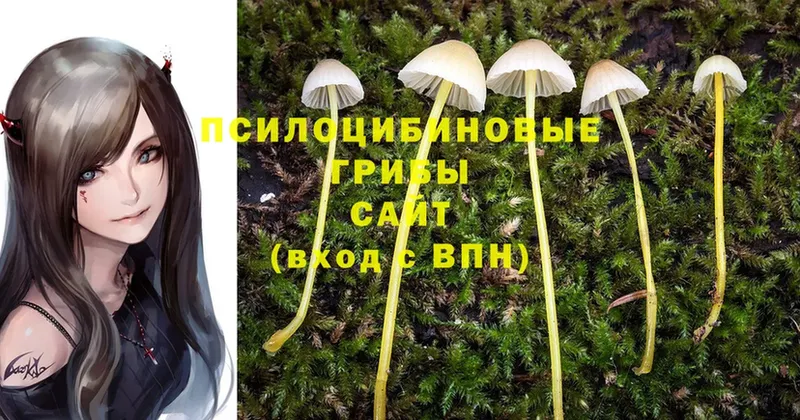 Псилоцибиновые грибы Cubensis Унеча